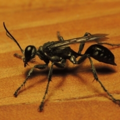 Isodontia sp. (genus) (Unidentified Grass-carrying wasp) at Paddys River, ACT - 2 Feb 2017 by MichaelBedingfield