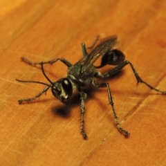 Isodontia sp. (genus) at Paddys River, ACT - 2 Feb 2017 10:23 PM