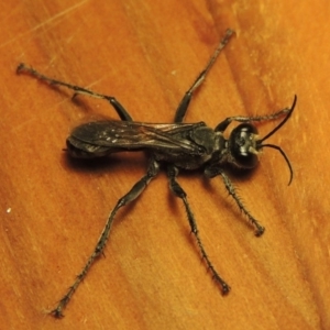 Isodontia sp. (genus) at Paddys River, ACT - 2 Feb 2017