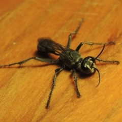 Isodontia sp. (genus) at Paddys River, ACT - 2 Feb 2017 10:23 PM