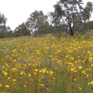 Bulbine bulbosa at Kambah, ACT - 22 Oct 2009