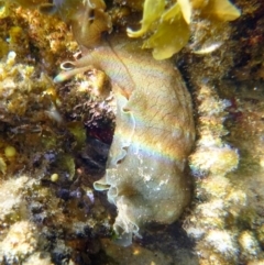 Aplysia sydneyensis (Aplysia sydneyensis) at Bar Beach, Merimbula - 17 Jan 2017 by MichaelMcMaster