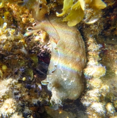 Aplysia sydneyensis (Aplysia sydneyensis) at Bar Beach, Merimbula - 17 Jan 2017 by MichaelMcMaster