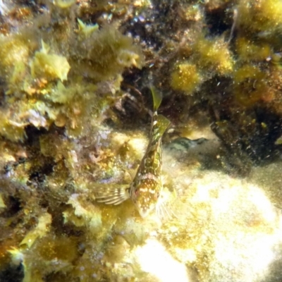 Chironemus marmoratus at Bar Beach, Merimbula - 17 Jan 2017 by MichaelMcMaster