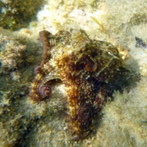 Octopus tetricus at Merimbula, NSW - 17 Jan 2017 12:00 AM
