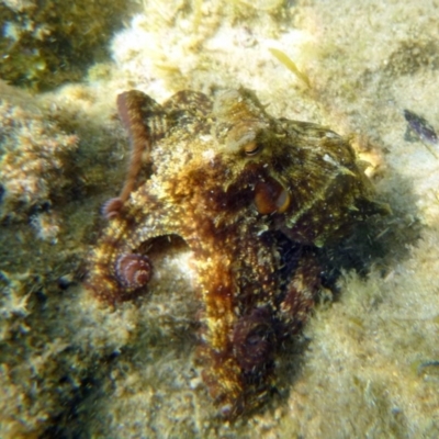 Octopus tetricus (Gloomy Octopus) at Merimbula, NSW - 17 Jan 2017 by MichaelMcMaster