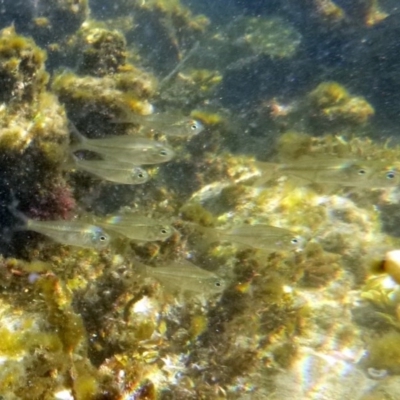 Unidentified Shark / Ray at Bar Beach, Merimbula - 16 Jan 2017 by MichaelMcMaster