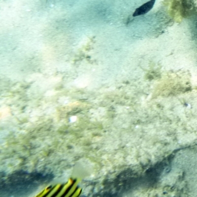 Unidentified Shark / Ray at Merimbula, NSW - 16 Jan 2017 by MichaelMcMaster