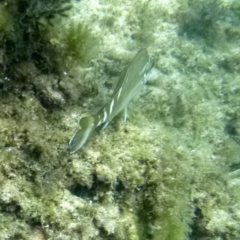 Cheilodactylus fuscus (Red Morwong) at Merimbula, NSW - 17 Jan 2017 by MichaelMcMaster