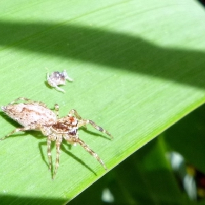 Helpis minitabunda (Threatening jumping spider) at Kalaru, NSW - 17 Jan 2017 by MichaelMcMaster