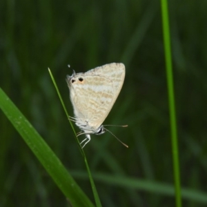 Lampides boeticus at Fadden, ACT - 29 Oct 2016 07:11 PM