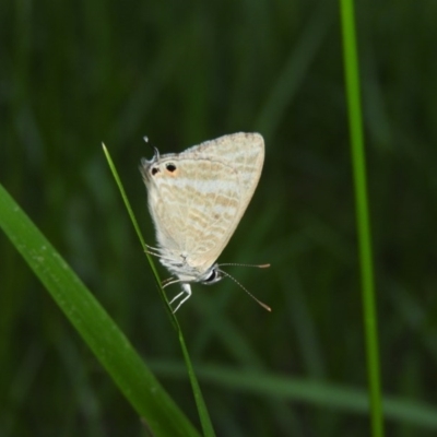 Lampides boeticus (Long-tailed Pea-blue) at Fadden, ACT - 29 Oct 2016 by ArcherCallaway