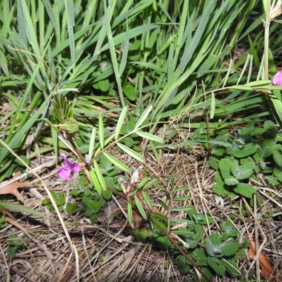 Vicia sativa subsp. nigra (Narrow-leaved Vetch) at Fadden, ACT - 29 Oct 2016 by ArcherCallaway