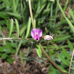 Vicia sativa subsp. nigra at Fadden, ACT - 29 Oct 2016