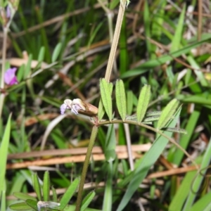 Vicia sativa subsp. nigra at Fadden, ACT - 29 Oct 2016