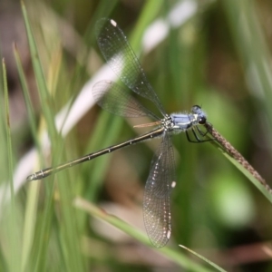 Griseargiolestes eboracus at Rendezvous Creek, ACT - 22 Nov 2015