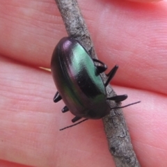 Chalcopteroides columbinus (Rainbow darkling beetle) at Urambi Hills - 6 Feb 2017 by michaelb