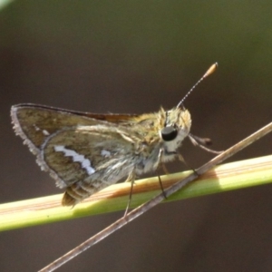 Taractrocera papyria at Booth, ACT - 9 Feb 2017