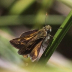 Taractrocera papyria at Booth, ACT - 9 Feb 2017