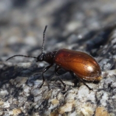 Ecnolagria grandis (Honeybrown beetle) at Booth, ACT - 8 Feb 2017 by HarveyPerkins