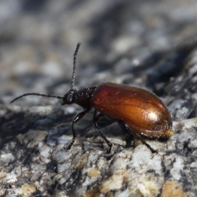 Ecnolagria grandis (Honeybrown beetle) at Booth, ACT - 9 Feb 2017 by HarveyPerkins