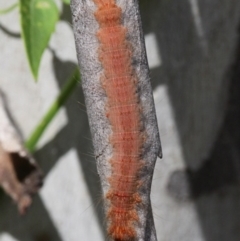 Lasiocampidae (family) at Cotter River, ACT - 6 Feb 2017 03:10 PM