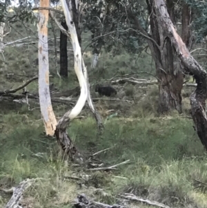 Vombatus ursinus at Bungendore, NSW - 11 Feb 2017 10:19 AM