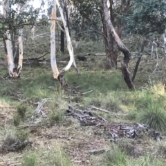 Vombatus ursinus at Bungendore, NSW - 11 Feb 2017 10:19 AM