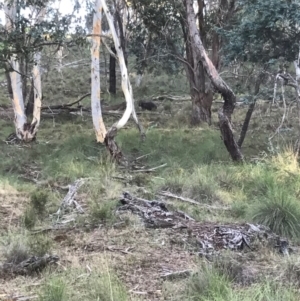 Vombatus ursinus at Bungendore, NSW - 11 Feb 2017 10:19 AM