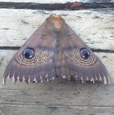 Dasypodia selenophora (Southern old lady moth) at Burra, NSW - 11 Feb 2017 by Safarigirl