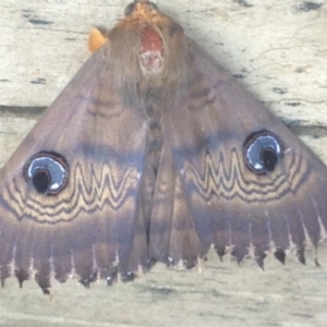 Dasypodia selenophora at Burra, NSW - 11 Feb 2017