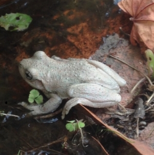 Litoria peronii at Burra, NSW - 11 Feb 2017 12:22 PM