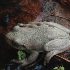 Litoria peronii at Burra, NSW - 11 Feb 2017 12:22 PM