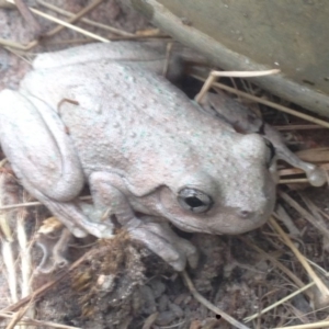 Litoria peronii at Burra, NSW - 11 Feb 2017 12:22 PM