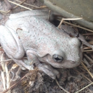 Litoria peronii at Burra, NSW - 11 Feb 2017 12:22 PM