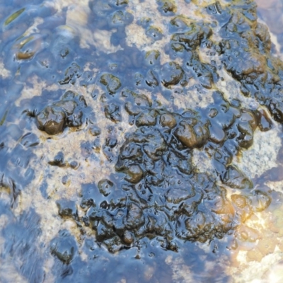 Nostoc verrucossum (A cyanobacterium) at Cotter River, ACT - 4 Jan 2017 by KenT