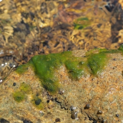 Spirogyra sp. (Green Algae) at Cotter River, ACT - 5 Jan 2017 by KenT