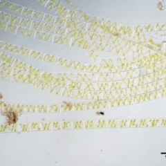 Spirogyra sp. at Cotter River, ACT - 5 Jan 2017