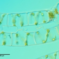 Spirogyra sp. at Cotter River, ACT - 5 Jan 2017 09:21 AM