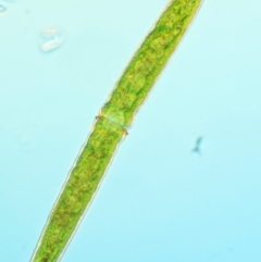 Pleurotaenium trabecula (Green Freshwater Algae) at Mount Clear, ACT - 7 Jan 2017 by KenT