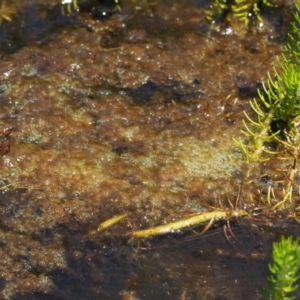 Spirogyra sp. at Mount Clear, ACT - 7 Jan 2017