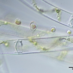 Spirogyra sp. at Mount Clear, ACT - 7 Jan 2017