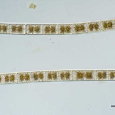 Zygnema sp. (A freshwater algae) at Namadgi National Park - 7 Jan 2017 by KenT