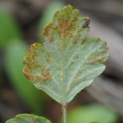 Phragmidium barnardii (a rust fungus) at Namadgi National Park - 27 Jan 2017 by KenT