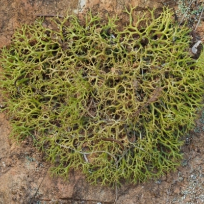 Cladia aggregata (A lichen) at Namadgi National Park - 26 Jan 2017 by KenT