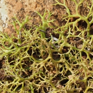 Cladia aggregata at Cotter River, ACT - 27 Jan 2017