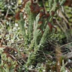 Cladonia sp. (genus) (Cup Lichen) at Cotter River, ACT - 27 Jan 2017 by KenT