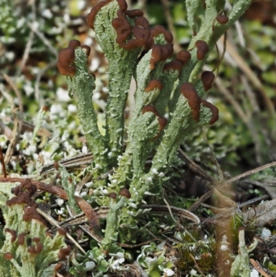 Cladonia sp. (genus) (Cup Lichen) at Cotter River, ACT - 26 Jan 2017 by KenT
