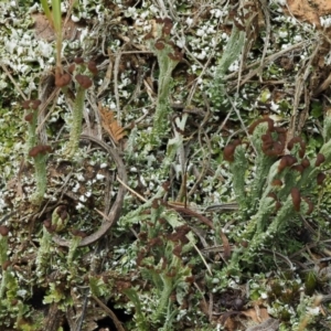 Cladonia sp. (genus) at Cotter River, ACT - 27 Jan 2017