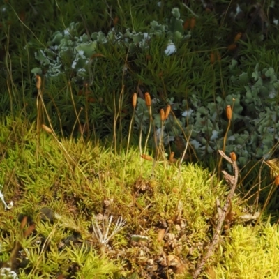 Pottiaceae (family) (A moss) at Namadgi National Park - 26 Jan 2017 by KenT